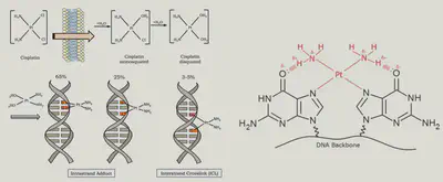 Figure source: [Rocha *et al.*, 2018](https://www.researchgate.net/publication/327352081_DNA_repair_pathways_and_cisplatin_resistance_An_intimate_relationship).