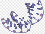 The Inorganic Chemistry of Cisplatin