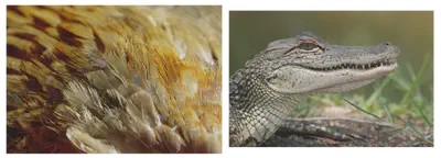 Primitive feathers on an alligator.