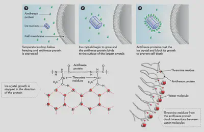 The placement of the threonines in the repeating amino acid sequence positions their hydroxyl groups at precisely the spacing needed to maximize hydrogen bond formation with the water molecules at the leading edge of the ice crystal, thereby blocking further growth of the crystal lattice. Figure source: ([Everyday Biochemistry](https://everydaybiochemistry.com/biochemistry-of-antifreeze-proteins/))