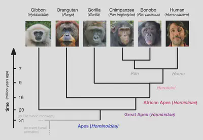 The genetic similarity correlates precisely with the expected phylogeny of the apes.