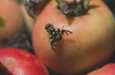 An [apple maggot fly](https://en.wikipedia.org/wiki/Apple_maggot).