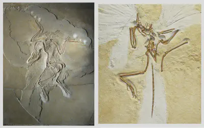 Two specimens of *Archaeopteryx*, a classic 'dinosaur to bird' transitional fossil. Left: Berlin specimen (1874). Right: London specimen (1861), known by Darwin.