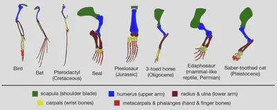 A wide range of vertebrate animals share the same structures in their arms, since they inherited it from a distant common ancestor.