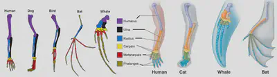 The similarities get even closer in mammals, with all sharing the same number and arrangement of the bones, but in variable lengths. Note: the colour code applies to the left set of images; the others are from a different source.