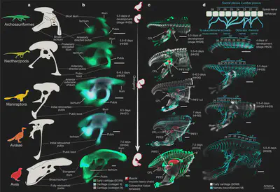 The developing bird pelvis passes through ancestral dinosaurian conditions. Source: ([Griffin *et al.*, 2022](https://www.nature.com/articles/s41586-022-04982-w)).