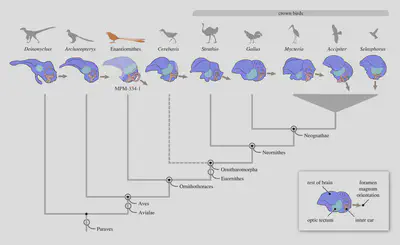 Main structures of central nervous system (including optic tectum) and inner ear (vestibular system and cochlear duct) across birds (extinct and extant) and closely related non-avian dinosaurs. The highlighted specimen, MPM-334-1, is a [recently-discovered basal bird cranium](https://royalsocietypublishing.org/doi/10.1098/rspb.2022.1398).
