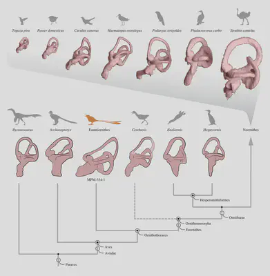 Comparative anatomy of the endosseous labyrinth and cochlear duct across selected birds (extinct and extant) and closely related non-avian dinosaurs.