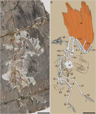 A new species of transitional 'dinosaur to bird' fossil, *Jinguofortis perplexus*, with anatomy labelled *in situ* and to scale. It is from clade *Pygostylia*, dated to the early Cretaceous, 127 million years ago. Source: [here](https://www.pnas.org/doi/10.1073/pnas.1812176115).