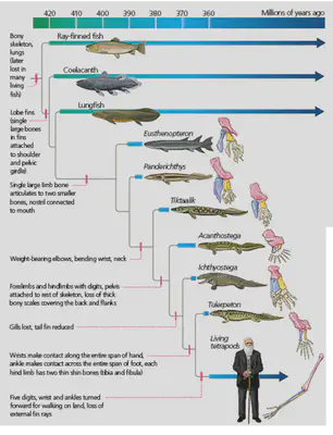 Fossils from the fish-to-tetrapod series conserve the arrangement of the bones in the fins/limbs (humerus, radius and ulna), with large variation in the number of digits. Source: [here](https://evolution.berkeley.edu/what-are-evograms/the-origin-of-tetrapods/#).
