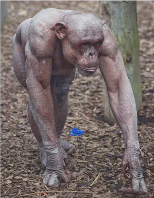 A chimpanzee without hair: the musculature resembles that of an elite human bodybuilder.