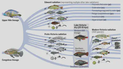 Evolution of cichlid fish in Lake Victoria and surrounding lakes. Figure source: ([Meier *et al.*, 2023](https://www.science.org/doi/10.1126/science.ade2833)).