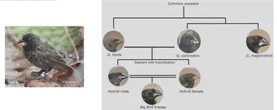 The [Daphne Major finches](https://en.wikipedia.org/wiki/Daphne_Major_finches) and their relatedness.
