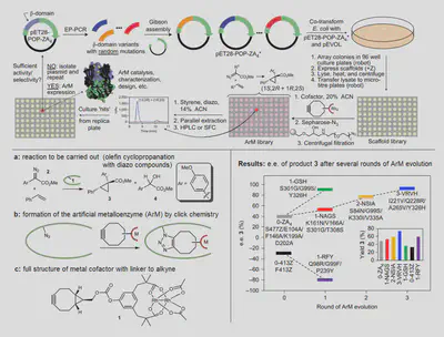 The procedure for the combinatorial mutagenesis of enzymes. Each cycle is one 'generation'. The error-prone PCR provides the mutations, while the activity and enantioselectivity assays provide the artificial selection. The metal cofactor is inserted via reaction with a [specially encoded amino acid](https://pubmed.ncbi.nlm.nih.gov/32284585/) in the enzyme. Source: [here](https://www.nature.com/articles/nchem.2927).