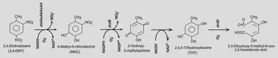 The pathway for DNT metabolism. The last product is then converted to pyruvate and methylmalonate semialdehyde. Figure source: ([Johnson, Jain & Spain, 2002](https://pubmed.ncbi.nlm.nih.gov/12107140/))