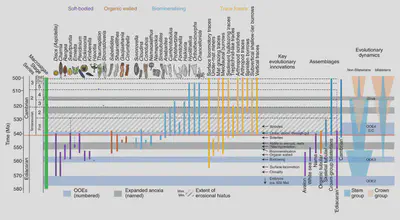 Ediacaran fossils show a steady progression in complexity, with some crossing the boundary into the Cambrian. These make up some of the stem-group animals that entered the first stages of the Cambrian, before radiating into the crown-group animals that predominated in the middle Cambrian stages. Figure source: ([Wood *et al.*, 2019](https://www.nature.com/articles/s41559-019-0821-6)).