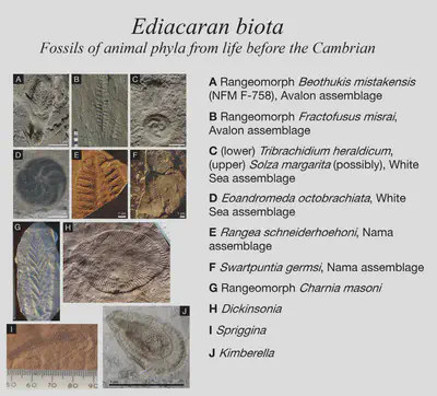 Animals did not appear in the Cambrian explosion. Phyla belonging to the animal kingdom are known from the Ediacaran period, before the Cambrian. The Cambrian explosion was a relatively rapid radiation of these phyla. The Ediacaran biota is known from *lagerstätten* (exceptionally well-preseved soft tissue) and ichnofossils (trace fossils), and are among the earliest known macroscopic life.