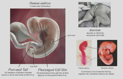 Humans possess tails in early development because they descend from a common ancestor which had tails. The tail serves no purpose and normally regresses by week 8 of a pregnancy. It is therefore a vestigial trait.