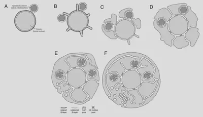 **Inside-Out Model / Entangle-Engulf-Endogenise Model** ([Baum & Baum, 2014](https://bmcbiol.biomedcentral.com/articles/10.1186/s12915-014-0076-2)): explains the origin of the nucleus, mitochondria and the endoplasmic reticulum. **A:** an archaeon (eocyte) and a bacterium living separately. **B:** protrusions (‘blebs’) extended to increase proximity with the bacteria. **C, D:** increasing entanglement. **E:** fusion of internal and external membranes. **F:** fully endogenous with offshoots of internal membranes.