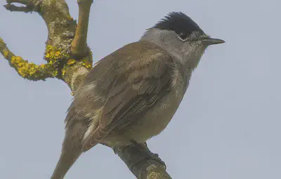 A [Eurasian blackcap](https://en.wikipedia.org/wiki/Eurasian_blackcap).
