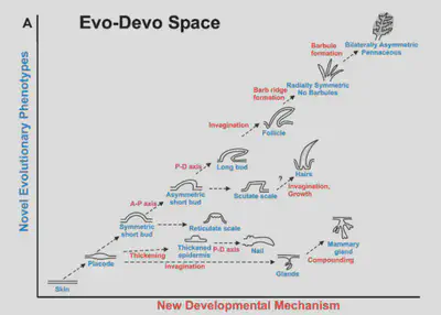 Mechanisms of developing new phenotypes