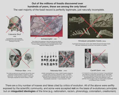 Infamous paleontological frauds commonly cited by critics of the theory of evolution to suggest that all or most of the fossil record cannot be trusted. All cases were quickly exposed by the scientific community, not its critics, and some were accepted due to systemic ideological dogmas of the time, such as ethnonationalism.