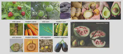 All of modern fruit and vegetable produce is a result of selective breeding: man-made fruits and vegetables don't exist in the wild. We have bred plants for about 10,000 years, making them bigger, sweeter, less bitter, less toxic (less cyanide in seeds), seedless, etc. Wild fruits are smaller, not sweet, hard or inedible and full of seeds.