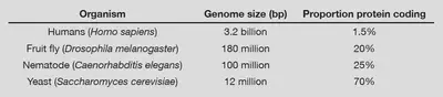 The proportion of **non-coding DNA** across life tends to increase with genome size, as more complex organisms require more control over their gene expression and accumulate more 'junk DNA'.
