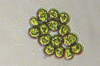 Some [green algae](https://en.wikipedia.org/wiki/Green_algae).