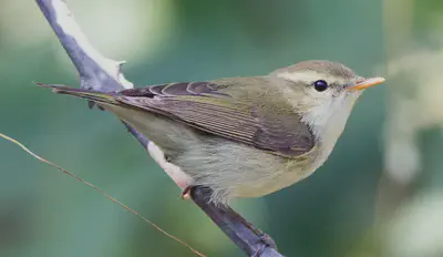 A [greenish warbler](https://en.wikipedia.org/wiki/Greenish_warbler).