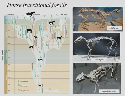 Horse evolution. Tree diagram source: [here](https://www.staff.ncl.ac.uk/alan.ward/Molecular_Microbiology/Lecture4/Horse_evolution.pdf) (Bruce J. MacFadden, Fossil Horses - Evidence for Evolution. *Science* 307, 1728-1730 (2005). doi:10.1126/science.1105458).