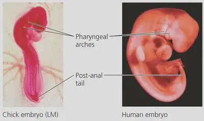 Early-stage chicken and human embryos look similar and share vestigial structures. Image source: *Biology* textbook by Campbell, 12th ed., page 479.