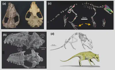 *Indohyus* (50 MYA) was the land mammal ancestor of all whales, belonging to the clade *Artiodactyla*. **(a)**: skulls of *Indohyus* (left) and a modern raccoon (right), with the white box showing the ear structure of the auditory bulla, unique to all whales. **(b)**: the *Indohyus* skull in more detail. The osteosclerotic bones (such as the involucrum) are indicative of habitual aquatic lifestyle (also found in all whales), supported by oxygen-18 isotope analysis. Source: [here](https://core.ac.uk/download/291497088.pdf). **(c)**: The post-cranial fossil material found from *Indohyus*. **(d)**: Reconstruction of postcrania and artist's impression.