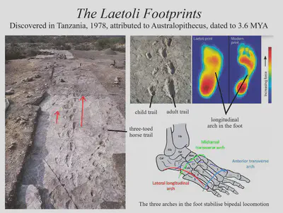 Preserved footprints found in an ash bed in Tanzania, indicating bipedality in genus *Australopithecus*.