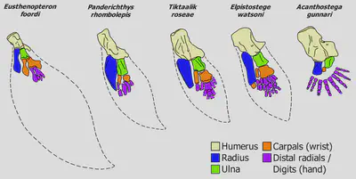 Homology between the pectoral fin bones of lobe-finned fish (*Eusthenopteron*), elpistostegalian fish (*Panderichthys*, *Tiktaalik*, *Elpistostege*), and tetrapods (*Acanthostega*). Unossified carpals or scutes are omitted. Source: [here](https://commons.wikimedia.org/wiki/File:Fins_to_hands.png#/media/File:Fins_to_hands.png)