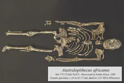 A nearly-complete specimen of the extinct hominin *Australopithecus africanus*, with many of its joints still in full articulation.