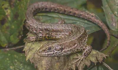 A [viviparous lizard](https://en.wikipedia.org/wiki/Viviparous_lizard).