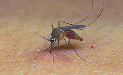 A [london underground mosquito](https://en.wikipedia.org/wiki/London_Underground_mosquito).