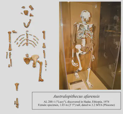 A specimen of Australopithecus afarensis, found to display numerous traits associated with bipedalism, in particular the pelvis and the angled femur.