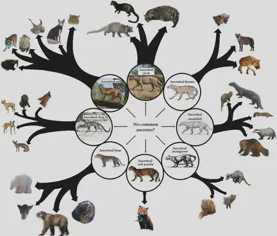 Eight major extant clades of carnivorous mammals (order *Carnivora*): the families *Felidae* (cats), *Canidae* (dogs), *Ursidae* (bears), *Hyaenidae* (hyenas and aardwolf), *Ailuridae* (red panda), *Viverridae* (civets), *Herpestidae* (mongooses, meerkats), *Mustelidae* (weasels, otters, badgers, wolverines...). It is obvious that these ancestors in turn share many of the same characteristics, which points towards a more distant common ancestor (the nested hierarchy). Source: ([Duff, Beatman & MacMillan, 2020](https://evolution-outreach.biomedcentral.com/articles/10.1186/s12052-020-00124-w/figures/5)).