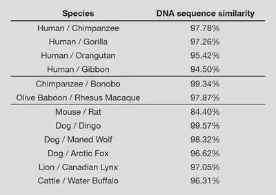 Whole-genome comparisons of different pairs of animals. Sex chromosomes were omitted, slightly increasing similarity in the primates. Telomere-to-telomere assemblies were used (non-scaffolded). Analysis performed by Gutsick Gibbon, randomly sampling short sequences (1000 x 300 bp/chromosome) with gapped aligment using BLAST, documented [here](https://docs.google.com/document/d/1HlzlvxaR224U0n0-EDCPVgws6rVazstAULtcLYYzYU4/edit?tab=t.0), [here](https://www.reddit.com/r/DebateEvolution/comments/18uonlm/human_and_chimpanzee_genetic_similarity_an/) and [here](https://www.youtube.com/watch?v=ryBKzJE24Hs).