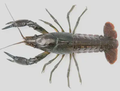 A [marbled crayfish](https://en.wikipedia.org/wiki/Marbled_crayfish).