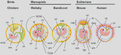 Fetal membranes in birds, marsupials and eutherians: chicken (middle stage), tammar wallaby and bandicoot (late gestation), mouse (middle gestation) and human (end of 2nd months of pregnancy). Source: [Shiura *et al.*, 2026](https://www.mdpi.com/2218-273X/16/1/161).