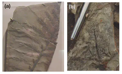 **(a)**: *Archaeopteris hibernica*, a 'progymnosperm', considered a transitional form between ferns and seed plants. It is a useful index fossil, found worldwide from the late Devonian to the early Carboniferous (380 - 320 MYA). **(b)**: *Wattieza casasii*, an extinct tree from the middle Devonian (~400 MYA) closely related to modern ferns and horsetails.