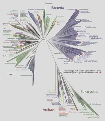 Eukaryotes nest within archaea, according to genomics. Source: Hug *et al.*, 2016.