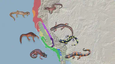 The ring of salamanders in California.