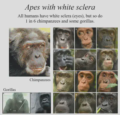 1 in 6 chimpanzees have white sclera like humans do. It's thought that the trait evolved to help us discern where our tribe-mates are looking, aiding in communication and coordination.