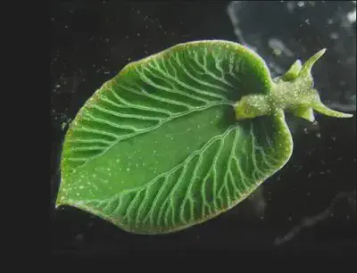 The sea slug *Elysia chlorotica*.