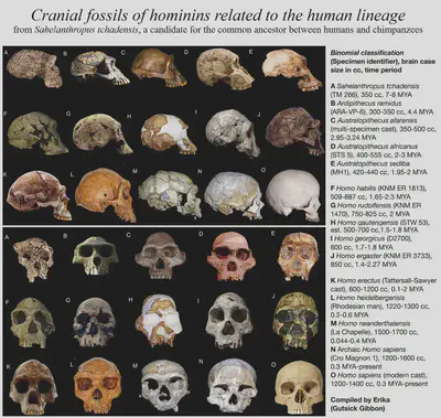 Cranial fossils of some hominin skulls close to the human lineage, showing the steady variation in morphology from past to present.