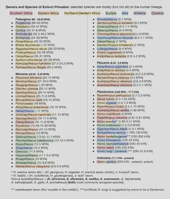 A list of many of the known extinct primate species, some of which are close to the human lineage.